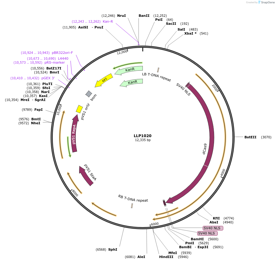 239942-plasmid-map-sequence-id-486339