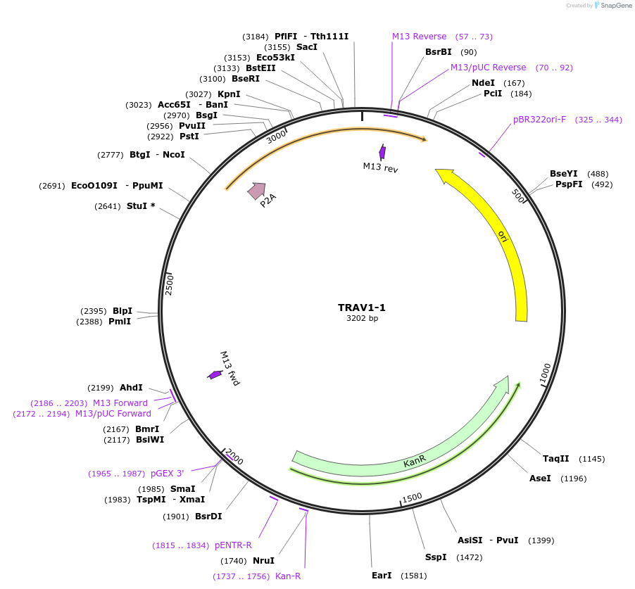 237951-plasmid-map-sequence-id-486340