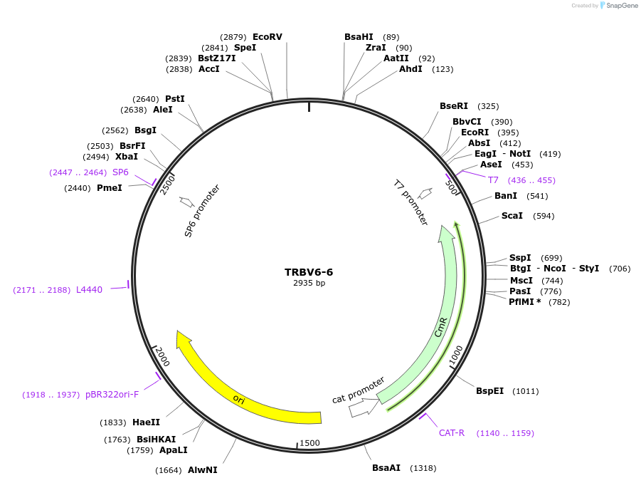 237918-plasmid-map-sequence-id-486342