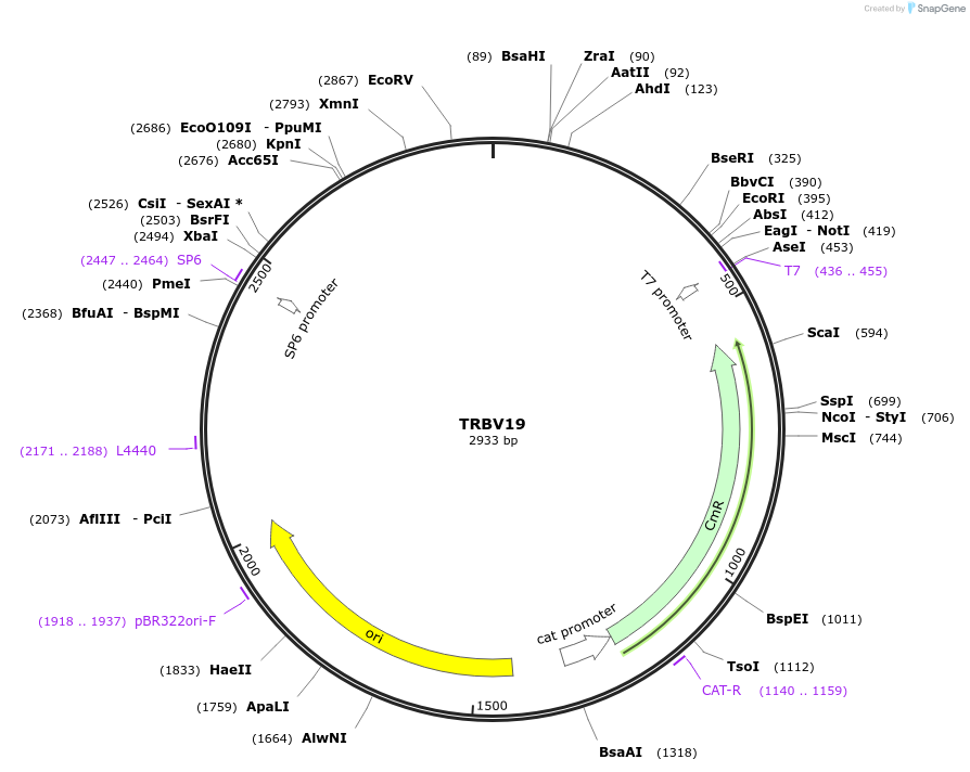 237943-plasmid-map-sequence-id-486344