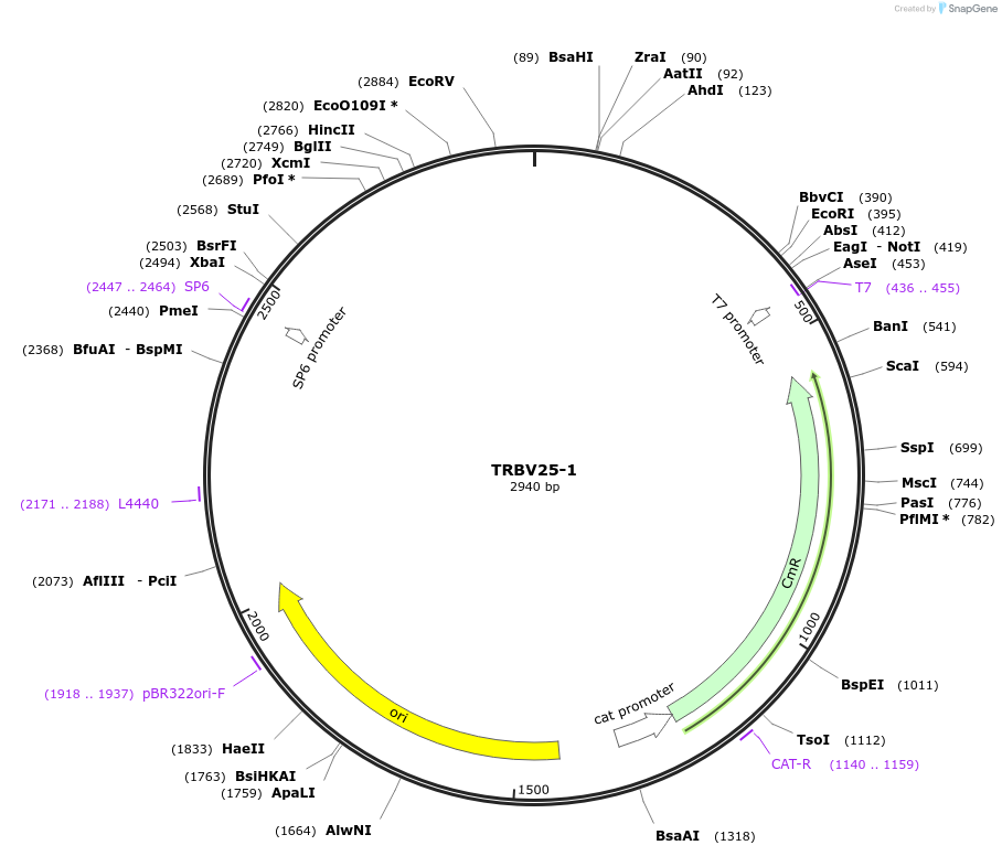 237946-plasmid-map-sequence-id-486347