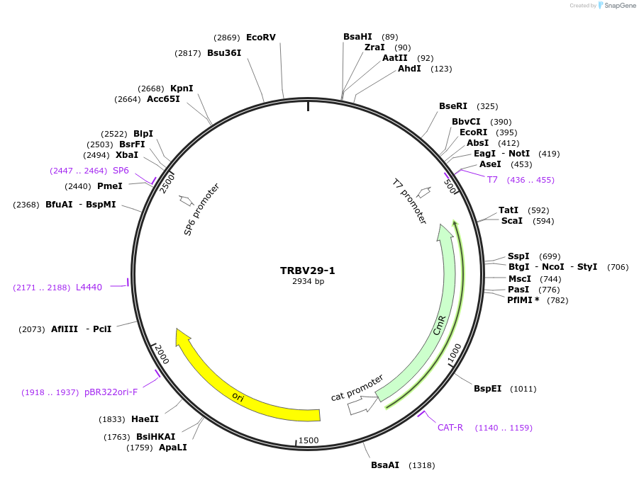237949-plasmid-map-sequence-id-486348