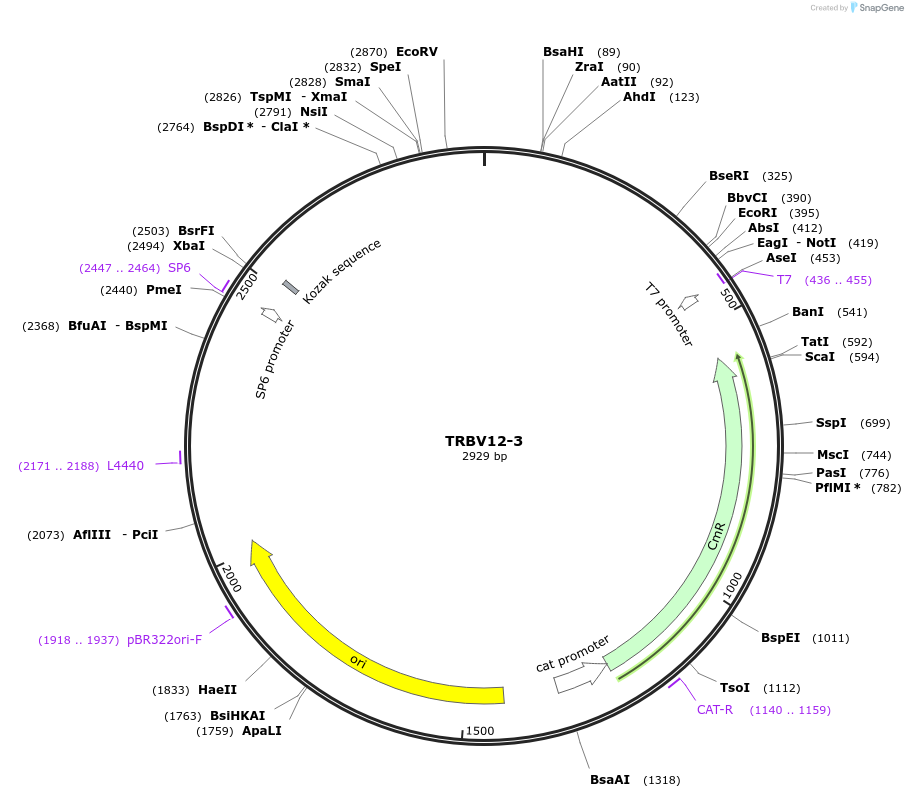 237935-plasmid-map-sequence-id-486349