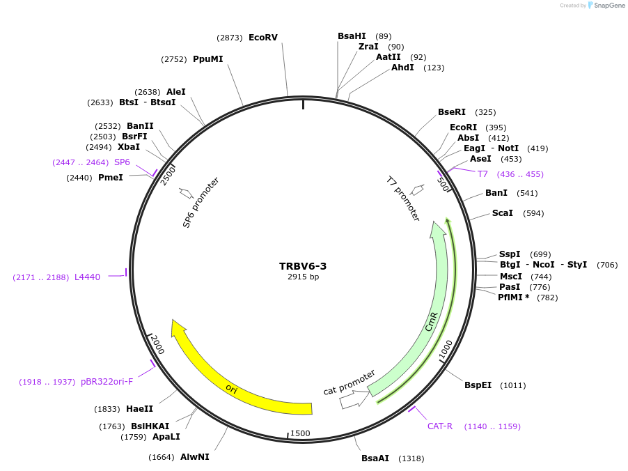 237915-plasmid-map-sequence-id-486350