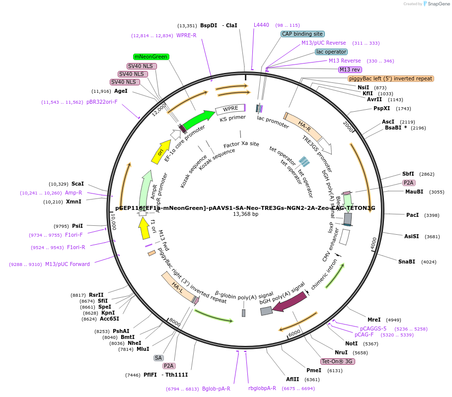 243805-plasmid-map-sequence-id-486354