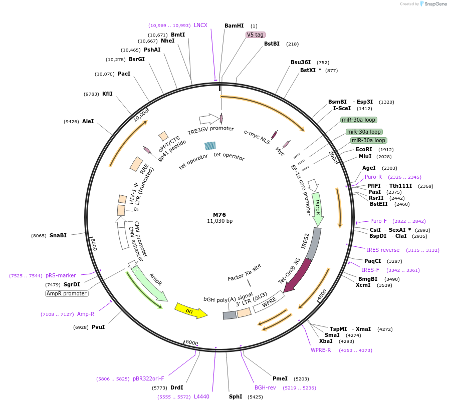 242627-plasmid-map-sequence-id-486355