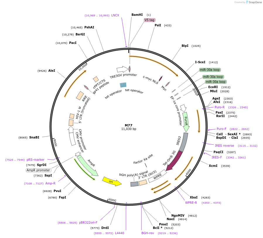 242629-plasmid-map-sequence-id-486356
