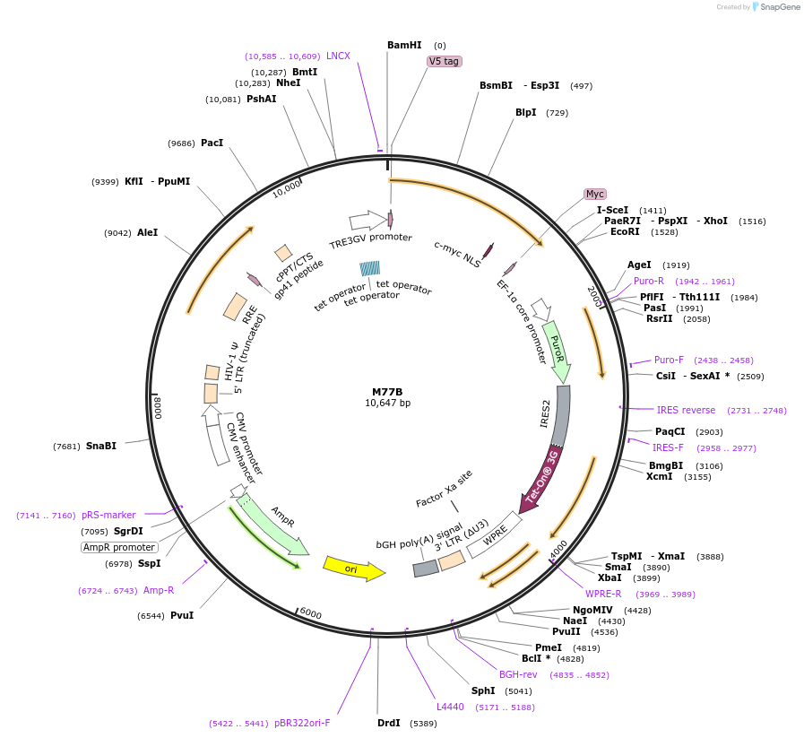 242630-plasmid-map-sequence-id-486357