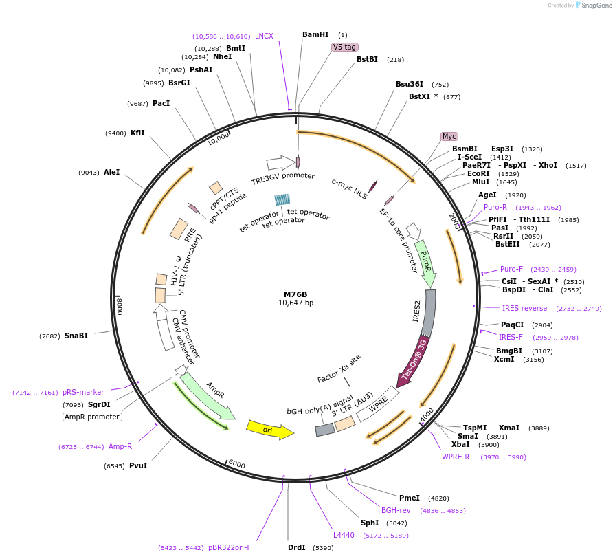 242628-plasmid-map-sequence-id-486364
