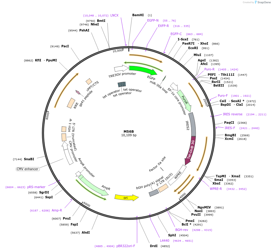 242625-plasmid-map-sequence-id-486365