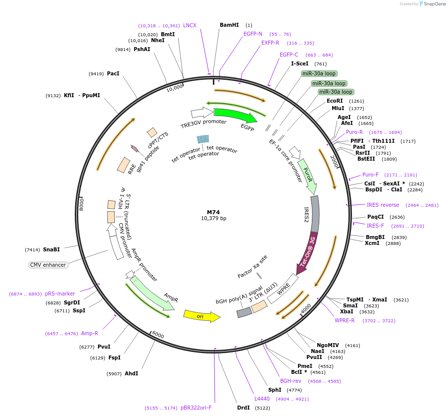 242626-plasmid-map-sequence-id-486366