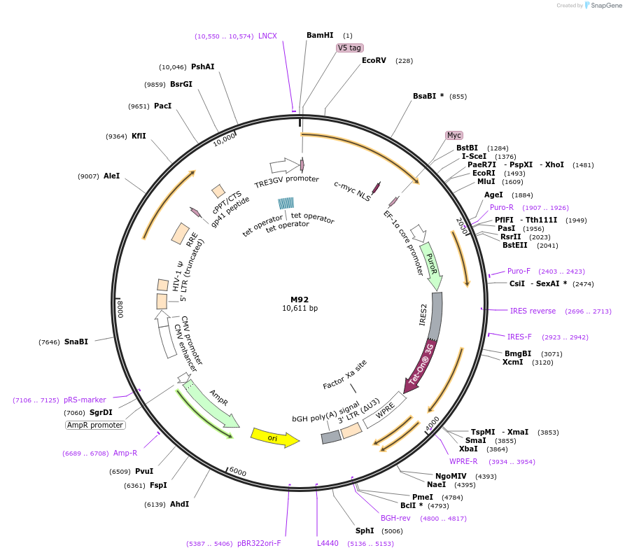 242636-plasmid-map-sequence-id-486367