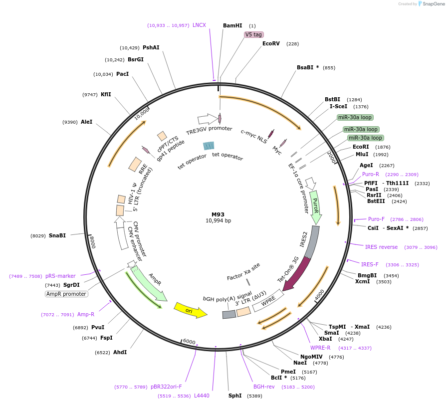 242637-plasmid-map-sequence-id-486368