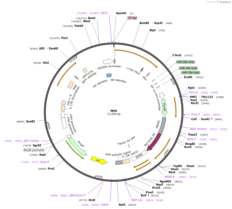 242638-plasmid-map-sequence-id-486369