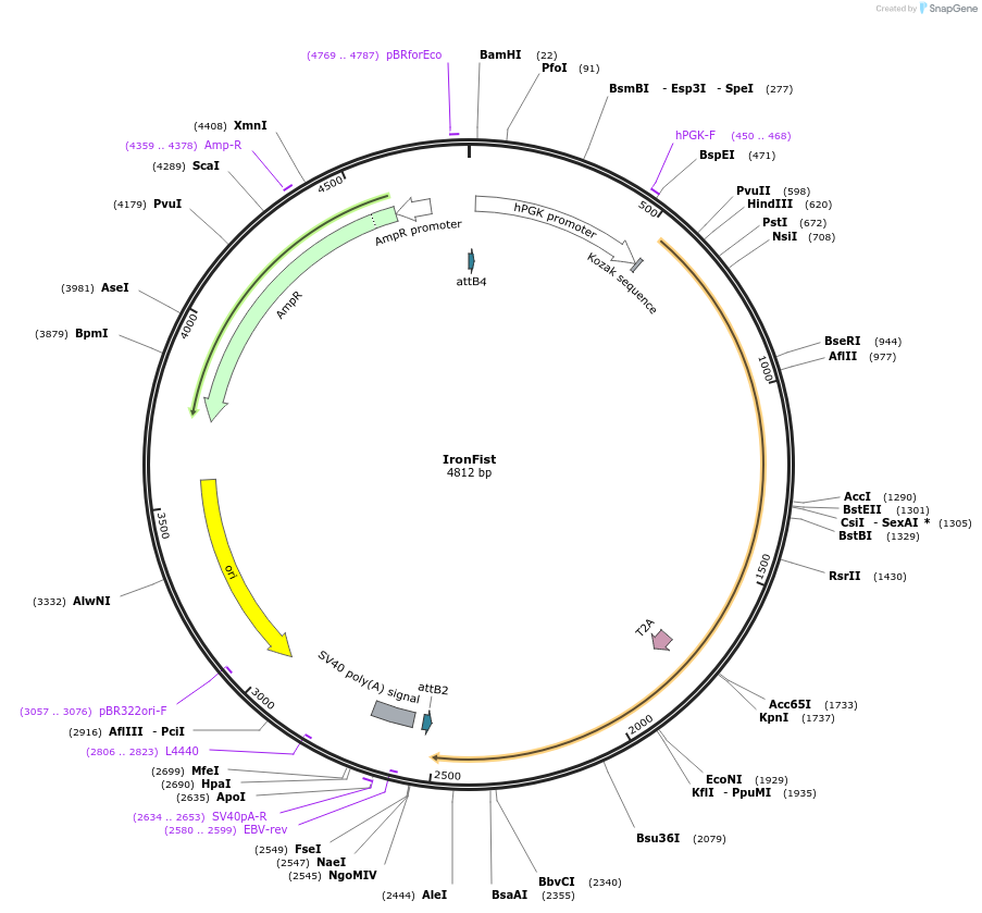 243006-plasmid-map-sequence-id-486370