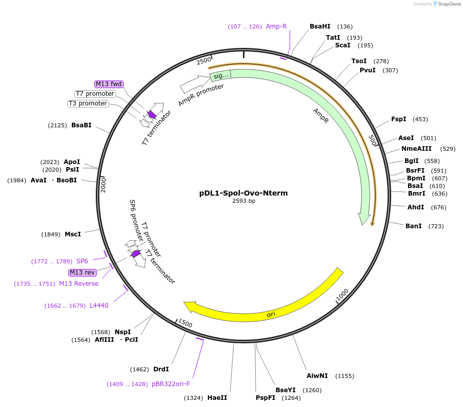 242942-plasmid-map-sequence-id-486371