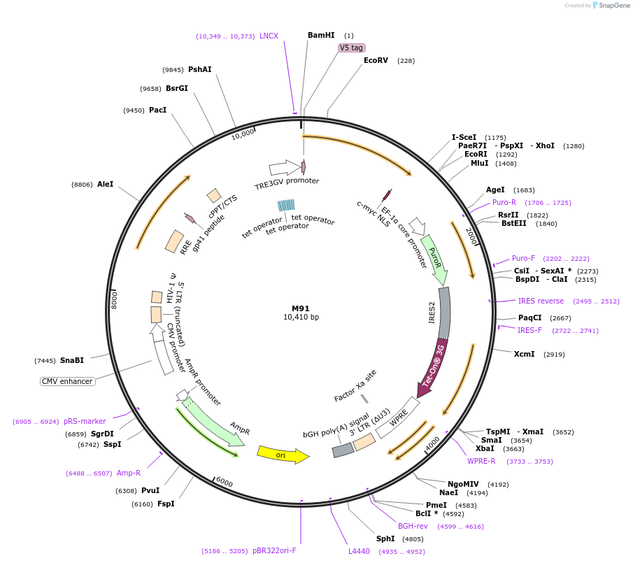 242635-plasmid-map-sequence-id-486374