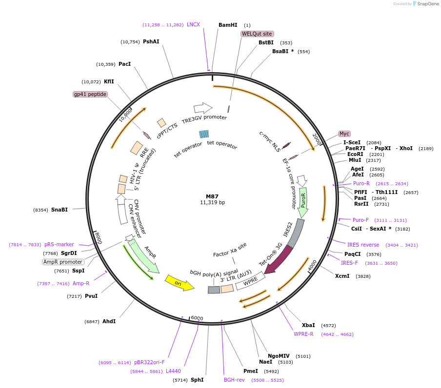 242633-plasmid-map-sequence-id-486375