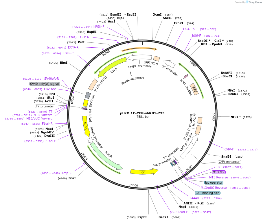 244458-plasmid-map-sequence-id-486377