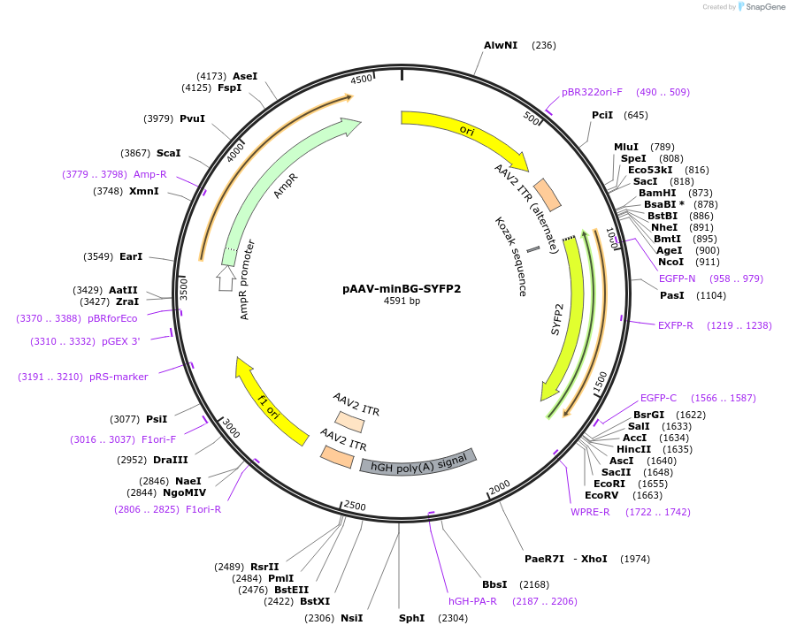 236723-plasmid-map-sequence-id-486378