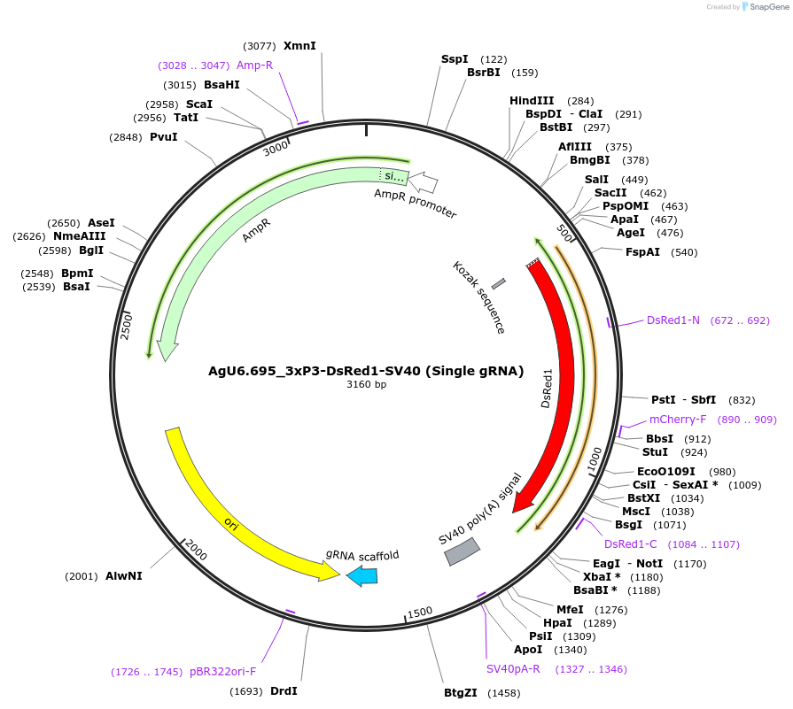 243009-plasmid-map-sequence-id-486379