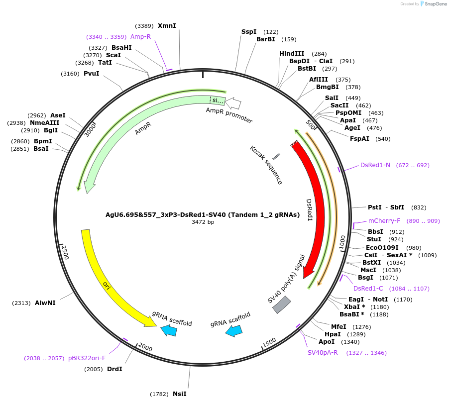243012-plasmid-map-sequence-id-486380