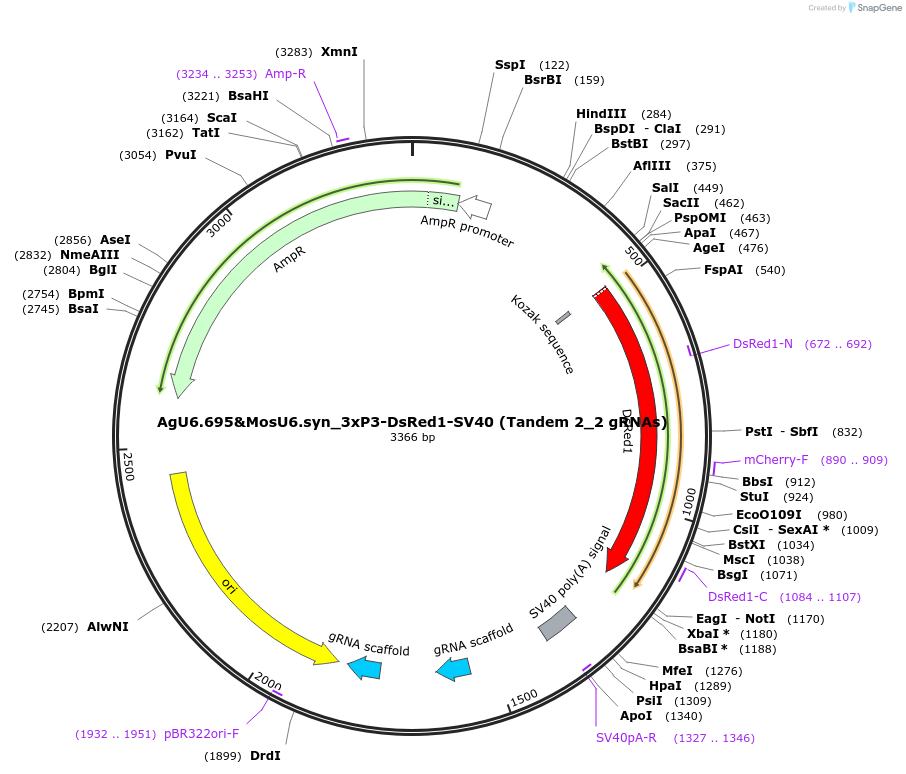 243013-plasmid-map-sequence-id-486381