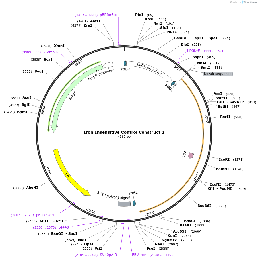 243007-plasmid-map-sequence-id-486384