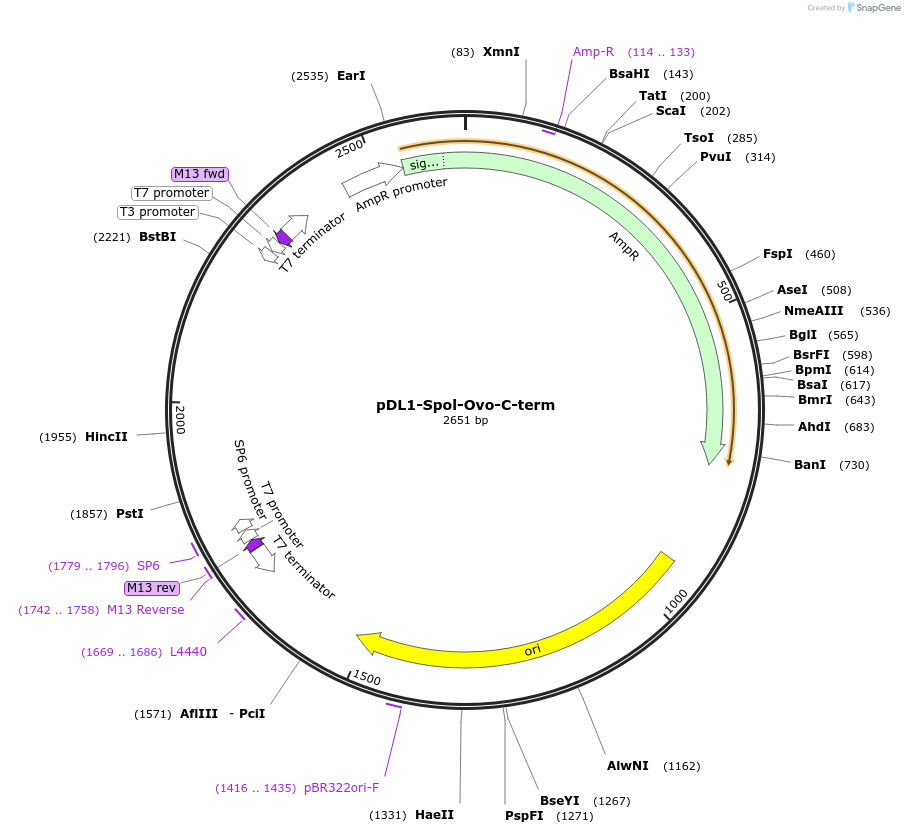 242943-plasmid-map-sequence-id-486385