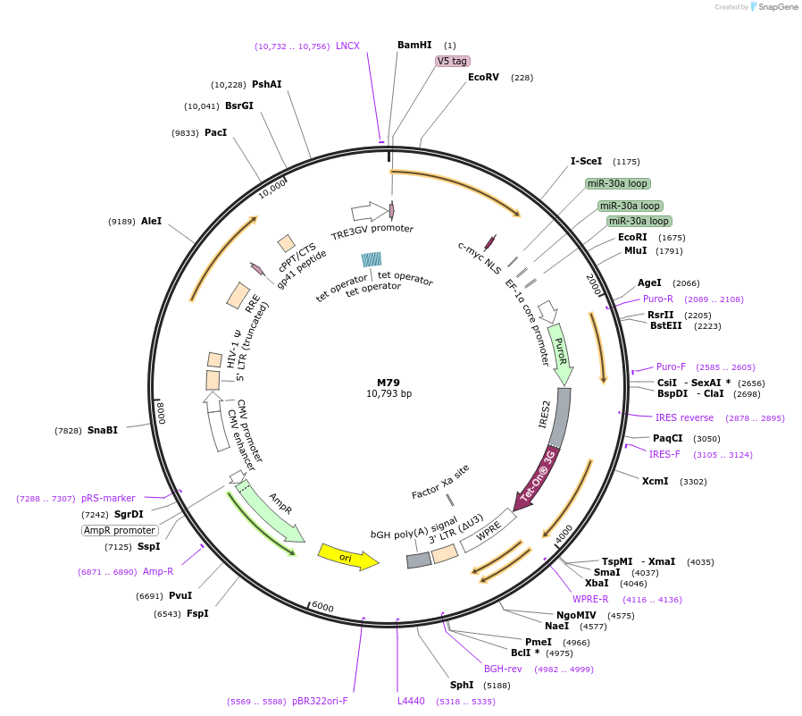 242631-plasmid-map-sequence-id-486387