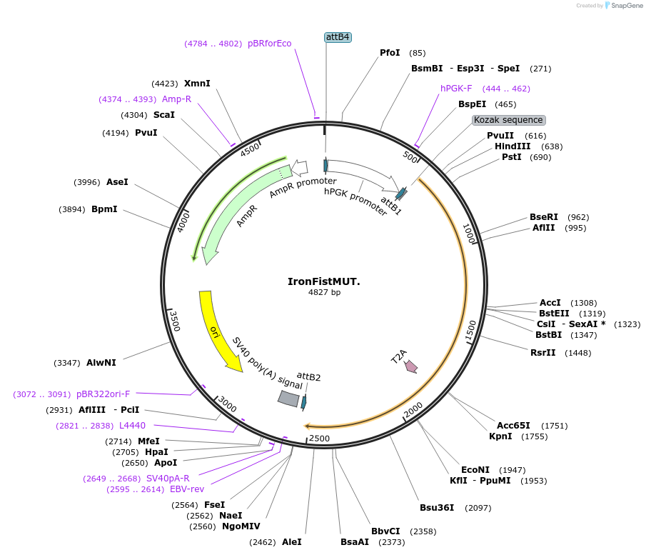 243008-plasmid-map-sequence-id-486388