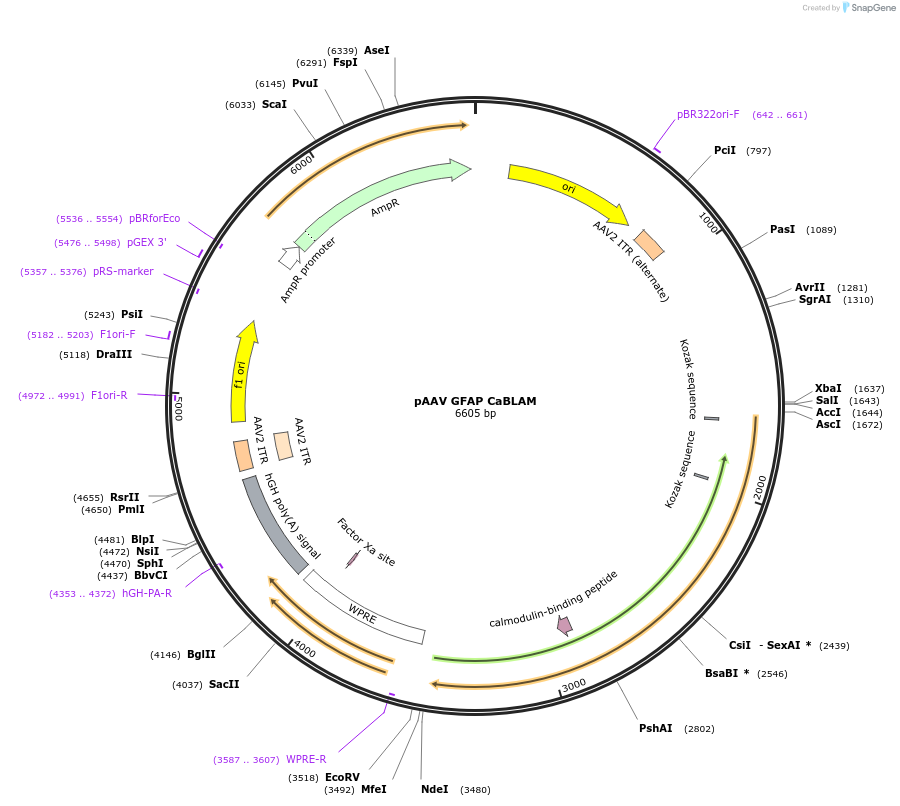 244228-plasmid-map-sequence-id-486389