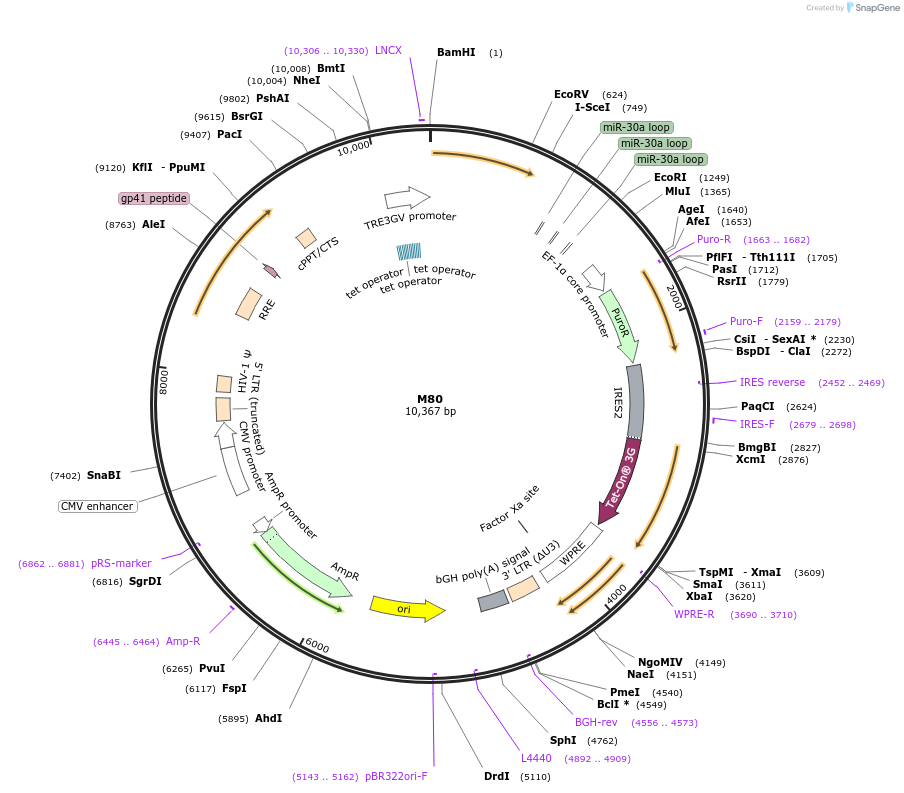 242632-plasmid-map-sequence-id-486392
