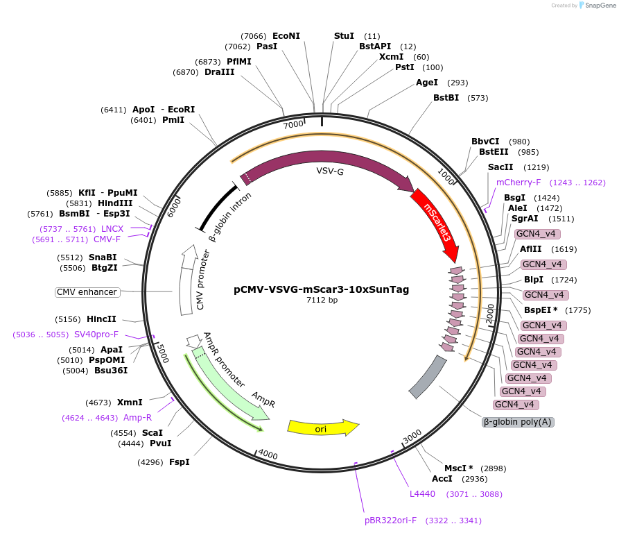 240630-plasmid-map-sequence-id-486394