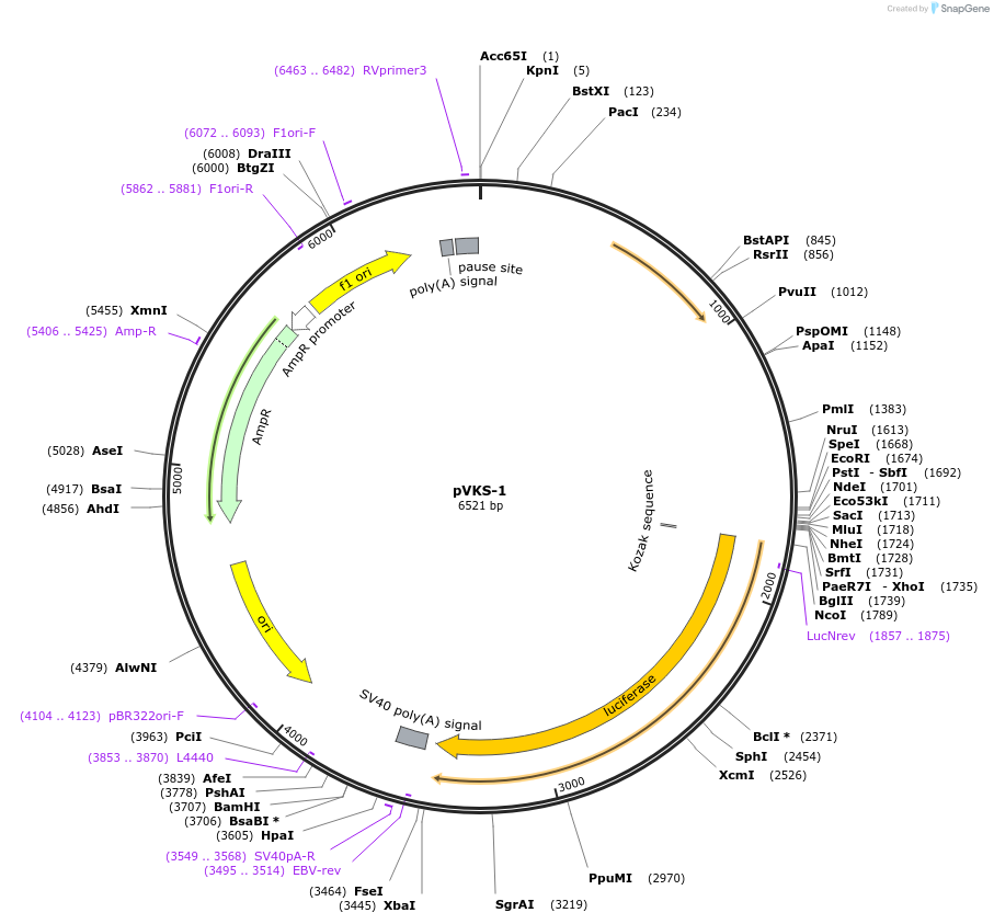 233086-plasmid-map-sequence-id-486396