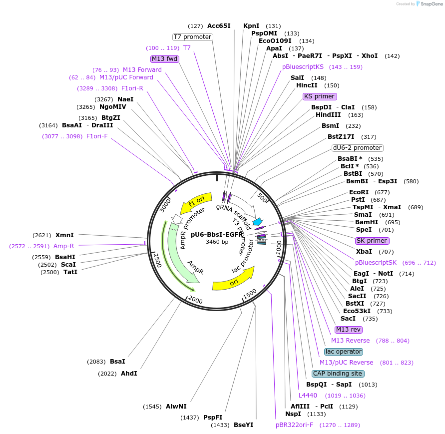 244932-plasmid-map-sequence-id-486410