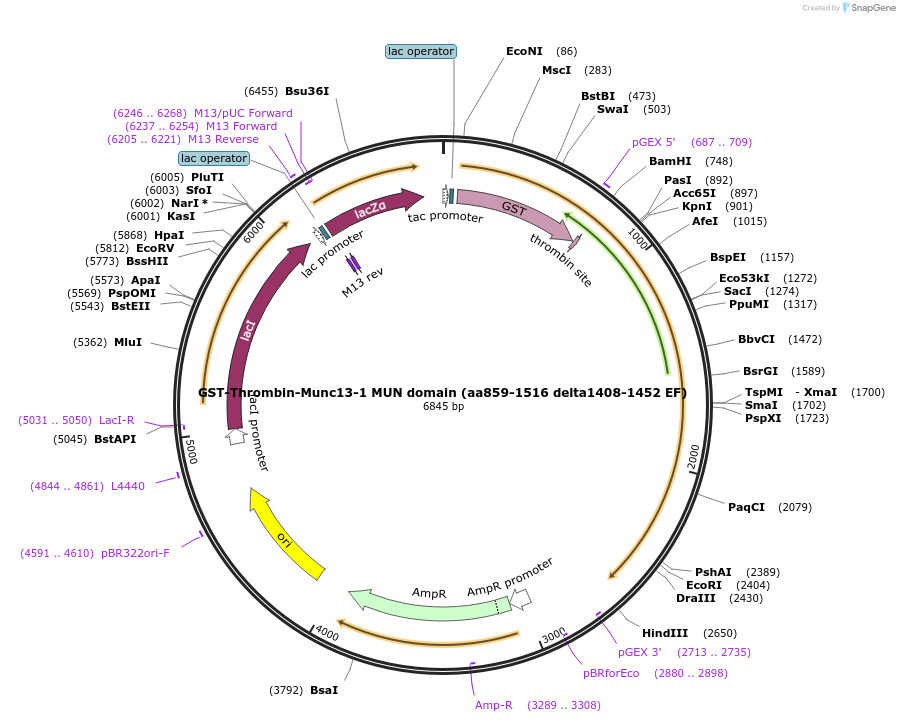 243818-plasmid-map-sequence-id-486413