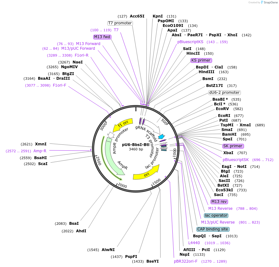 244934-plasmid-map-sequence-id-486416