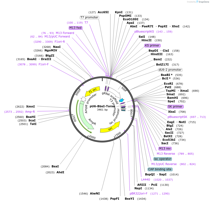 244933-plasmid-map-sequence-id-486418