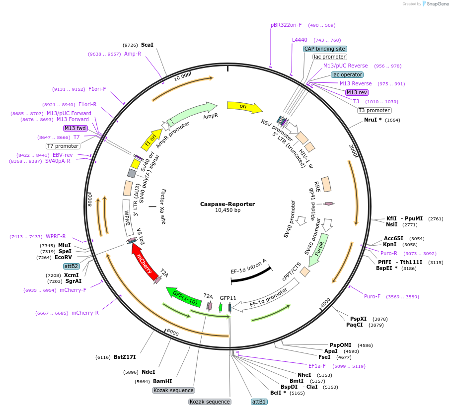 243673-plasmid-map-sequence-id-486421