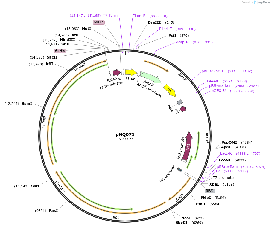 242082-plasmid-map-sequence-id-486429