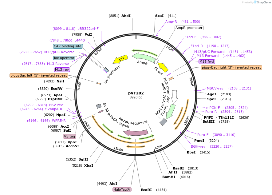 240183-plasmid-map-sequence-id-486437