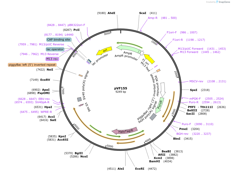 240170-plasmid-map-sequence-id-486439