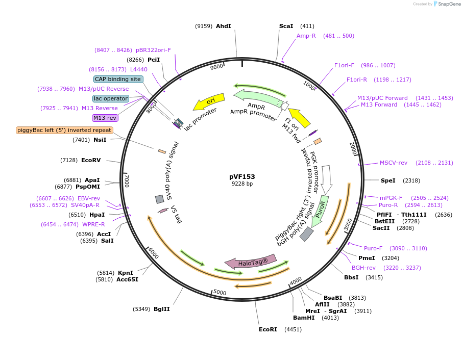240169-plasmid-map-sequence-id-486440