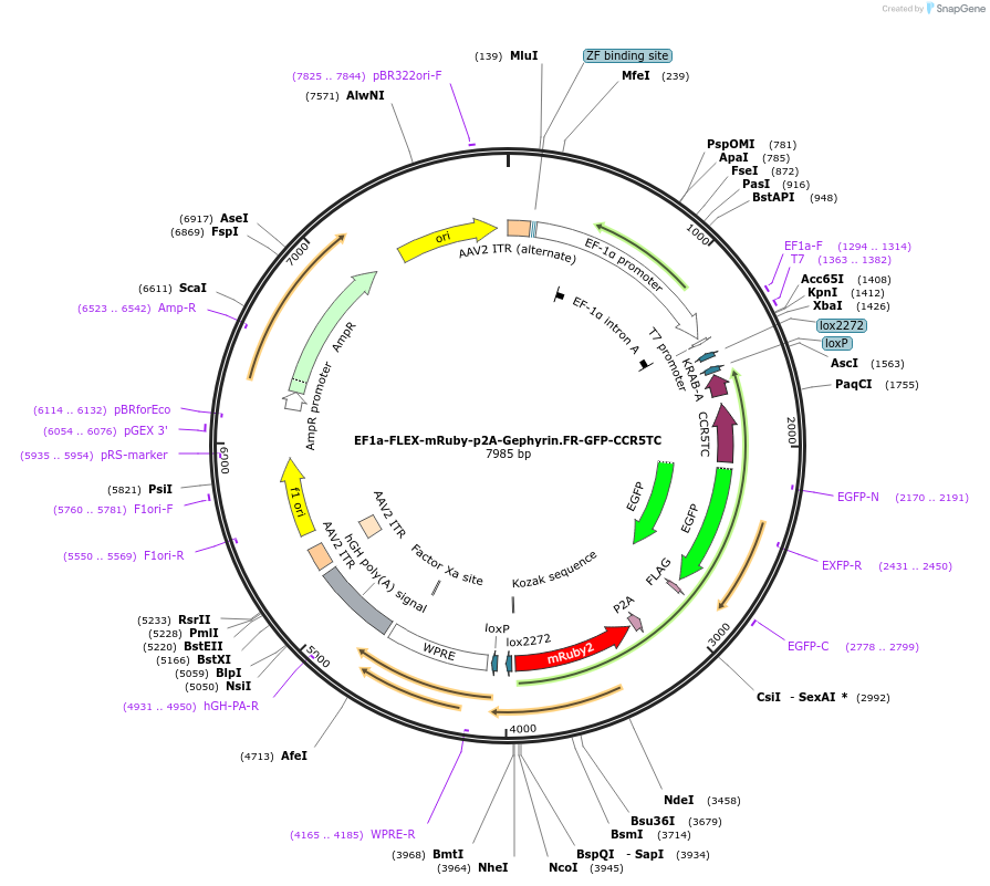 245308-plasmid-map-sequence-id-486445