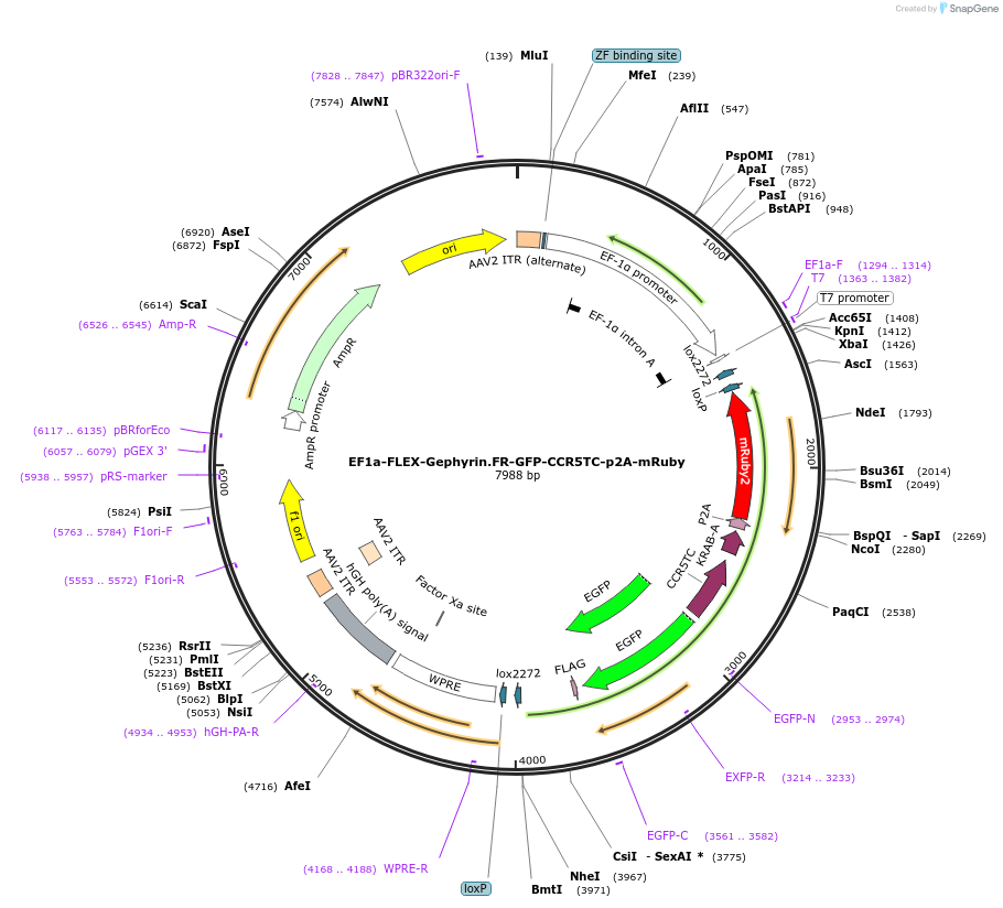 245309-plasmid-map-sequence-id-486446