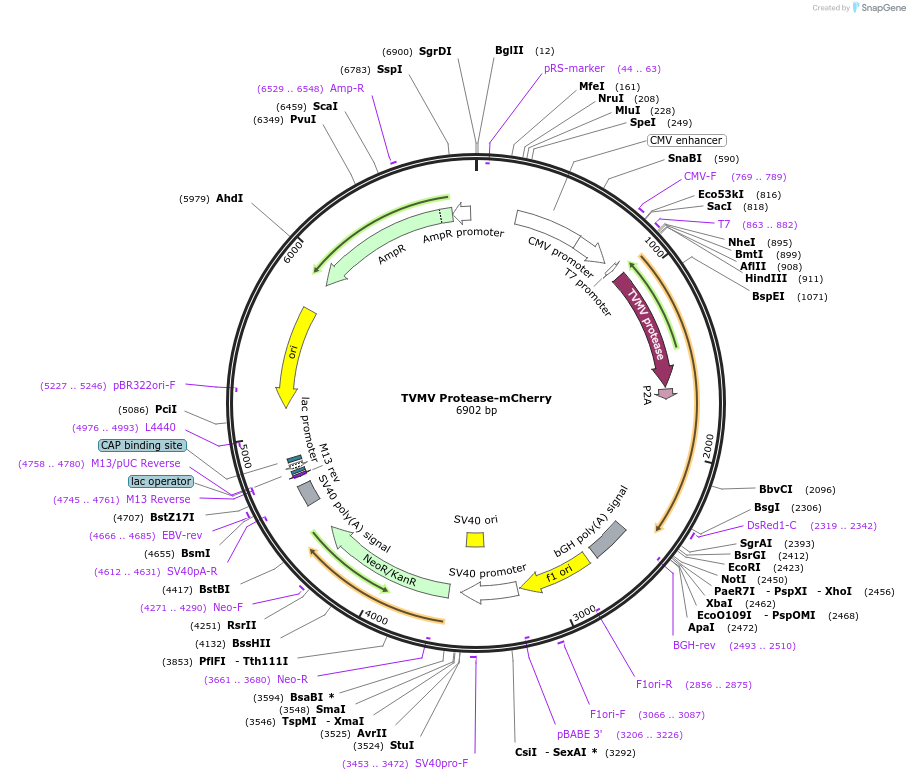 243794-plasmid-map-sequence-id-486450