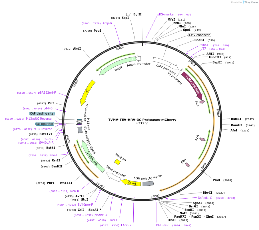 243798-plasmid-map-sequence-id-486451