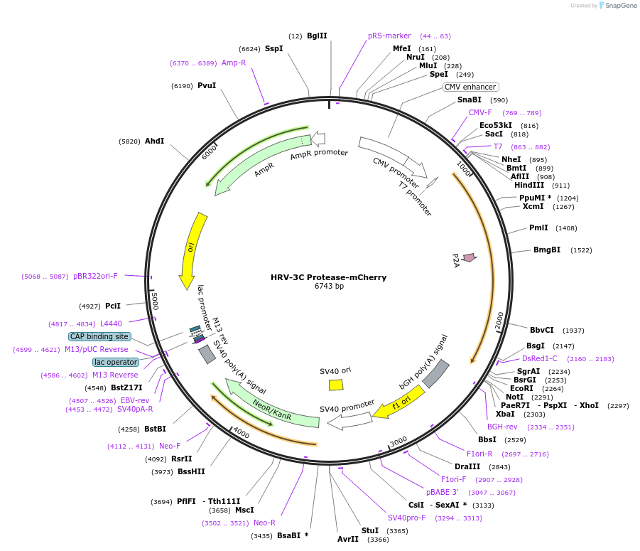 243792-plasmid-map-sequence-id-486453