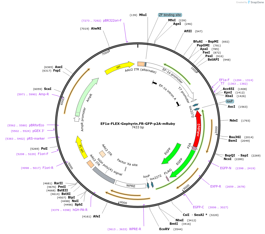 245310-plasmid-map-sequence-id-486455